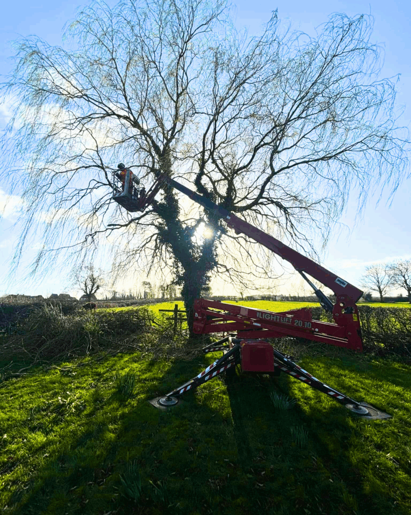 Arborist in a MEWP pollarding a tree, tree services near me, tree care near me, tree surgeons in Nottingham, tree surgeons,tree work, tree removal, tree surgeon near me,tree services, tree removal, tree service near me,tree trimmers near me, tree care services,tree experts near me,