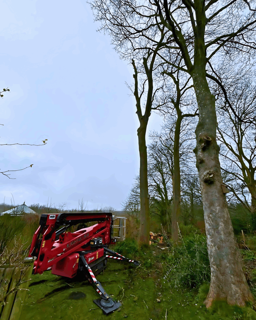 MEWP next to two trees getting cut into totem poles by our arborist, tree services near me, tree care near me, tree surgeons in Nottingham, tree surgeons,tree work, tree removal, tree surgeon near me,tree services, tree removal, tree service near me,tree trimmers near me, tree care services,tree experts near me,