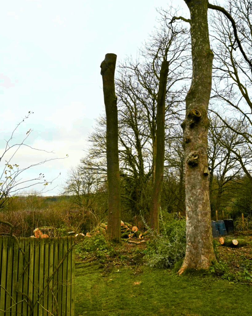 Totem poles which was cut by arborist from a MEWP, tree services near me, tree care near me, tree surgeons in Nottingham, tree surgeons,tree work, tree removal, tree surgeon near me,tree services, tree removal, tree service near me,tree trimmers near me, tree care services,tree experts near me,